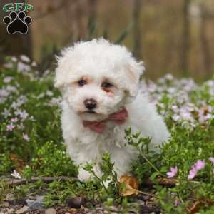 Leo, Bich-Poo Puppy